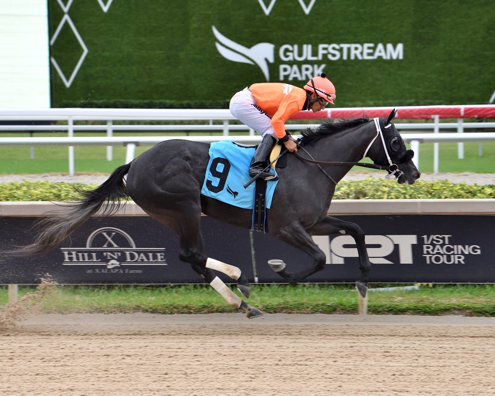 Shisospicy Breeders’ Cup winner training at Gulfstream Park