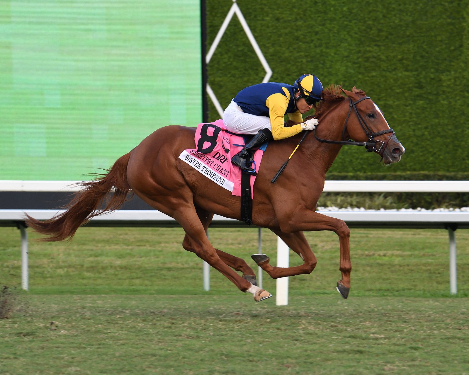 Sister Troienne galloping on Gulfstream Park turf ahead of the Herecomesthebride