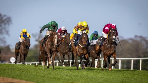 Runners in action during Dundalk Race Cards 20 February evening meeting