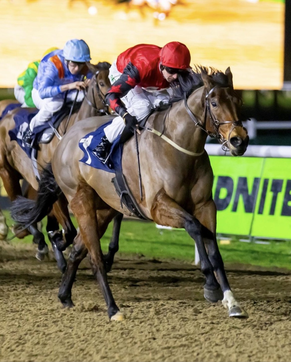 Wolverhampton racecards 23 February Tapeta evening meeting
