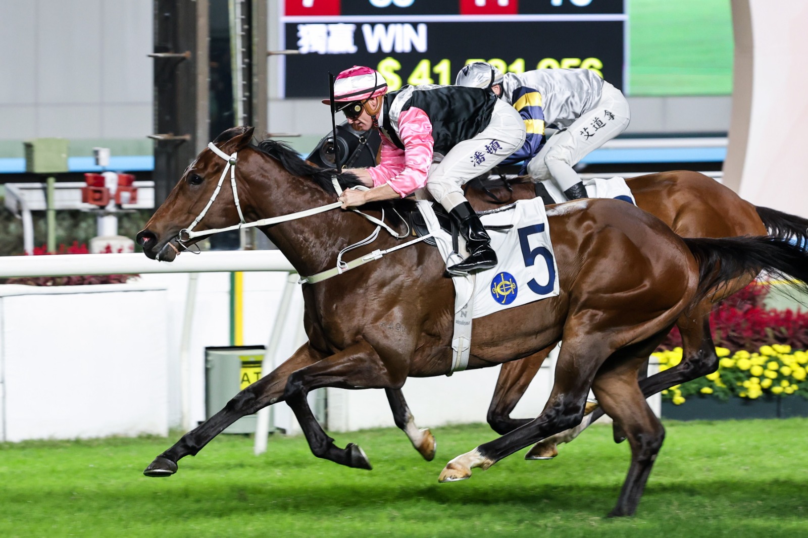 Beauty Bolt running third in the Hong Kong Classic Mile on the Road to the Derby