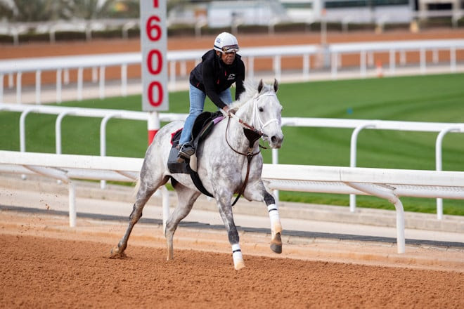 Lovesick Blues preparing for the Riyadh Dirt Sprint at King Abdulaziz Racecourse