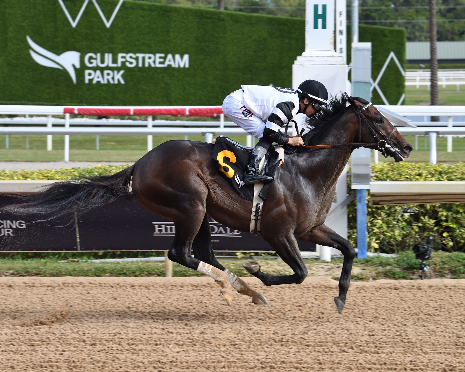 Chief Wallabee leading contenders in Florida Derby 2026 field at Gulfstream Park