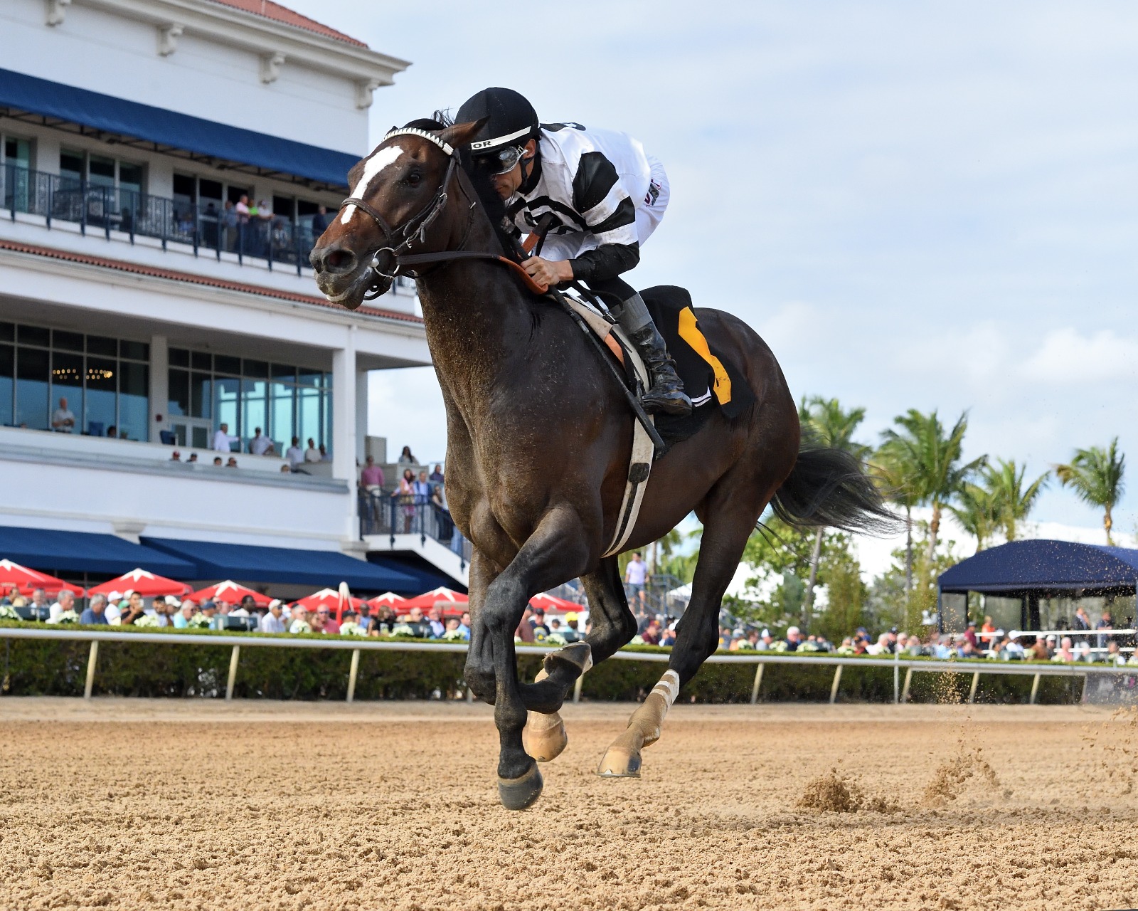 Horses competing in the Curlin Florida Derby at Gulfstream Park on Florida Derby Day