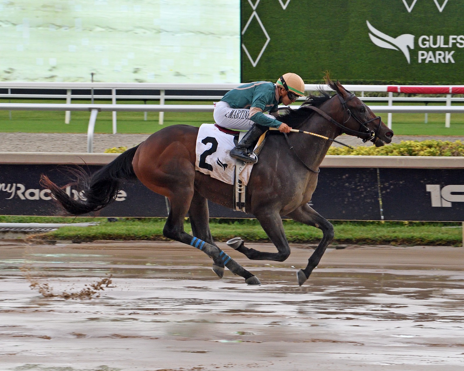 Diciassette preparing for the Hutcheson Stakes at Gulfstream Park