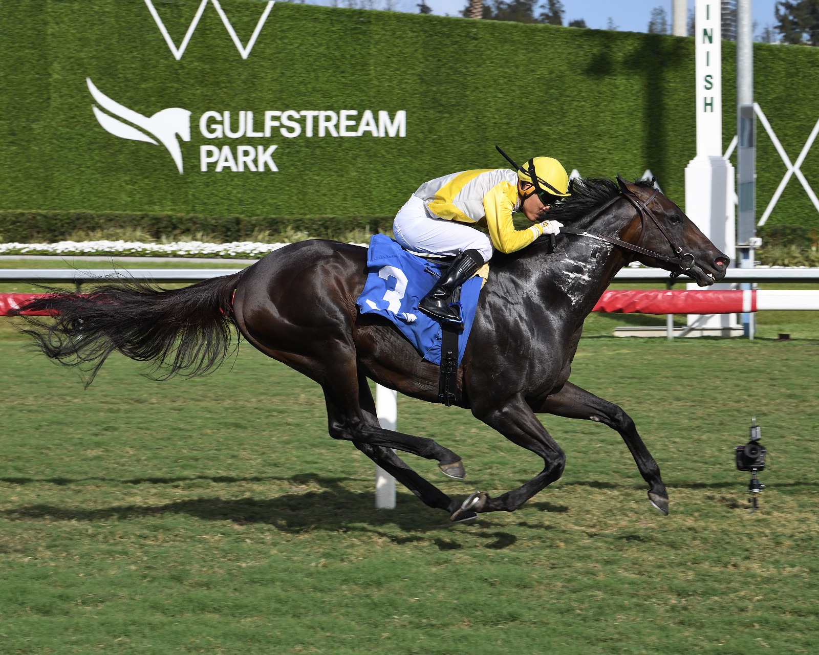 Litigation winning the Gulfstream Silks Run Stakes turf sprint at Gulfstream Park