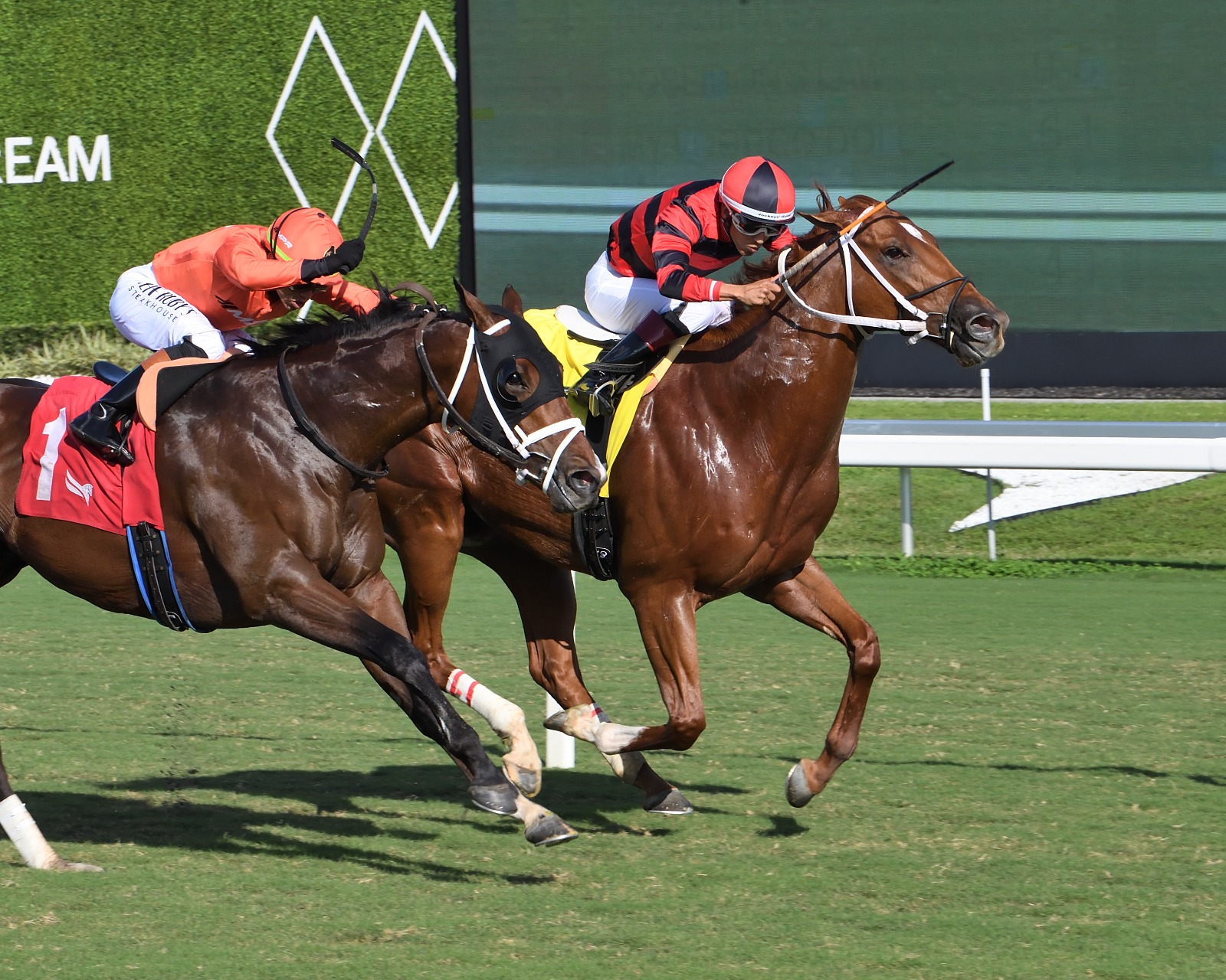 Rezasrolex sprinting on turf ahead of the Silks Run at Gulfstream Park