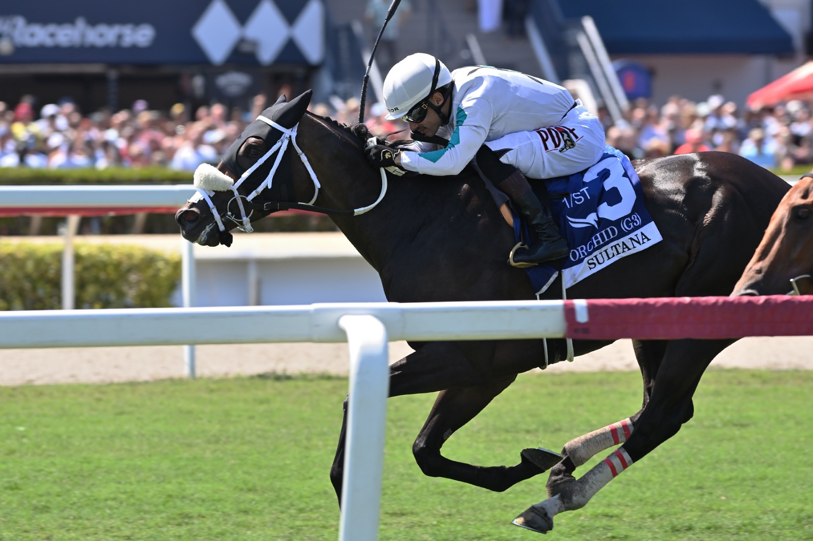 Sultana winning the Gulfstream Park Orchis (G3) result at Gulfstream Park