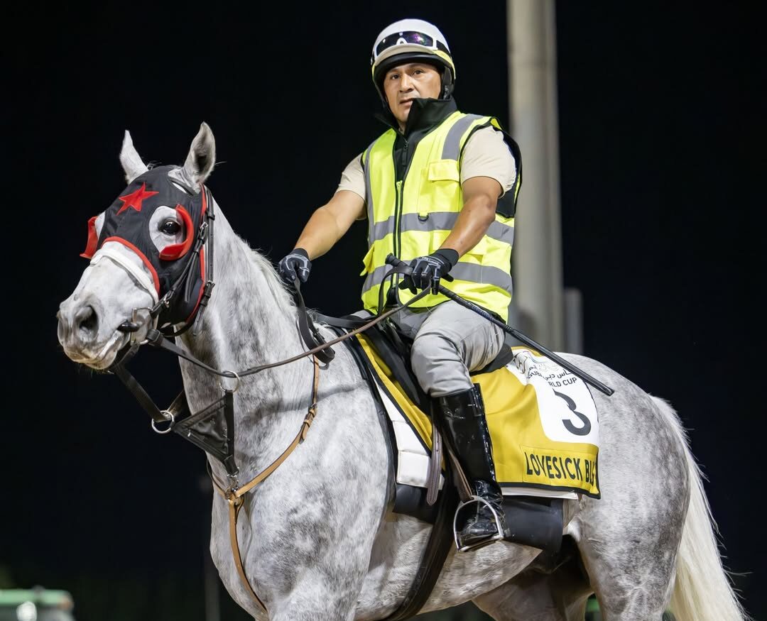 Lovesick Blues trained by Librado Barocio preparing for the Dubai Golden Shaheen at Meydan Racecourse