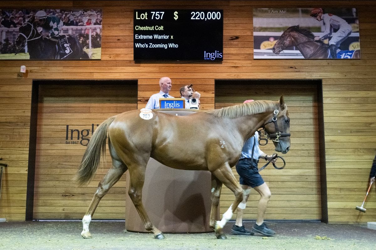 Premier Yearling Sale action at Oaklands with leading colts in the ring