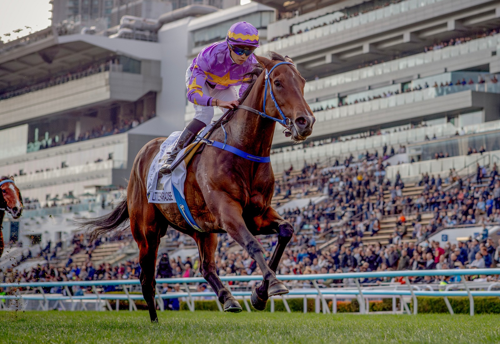 Little Paradise leads contenders for the 2026 BMW Hong Kong Derby at Sha Tin