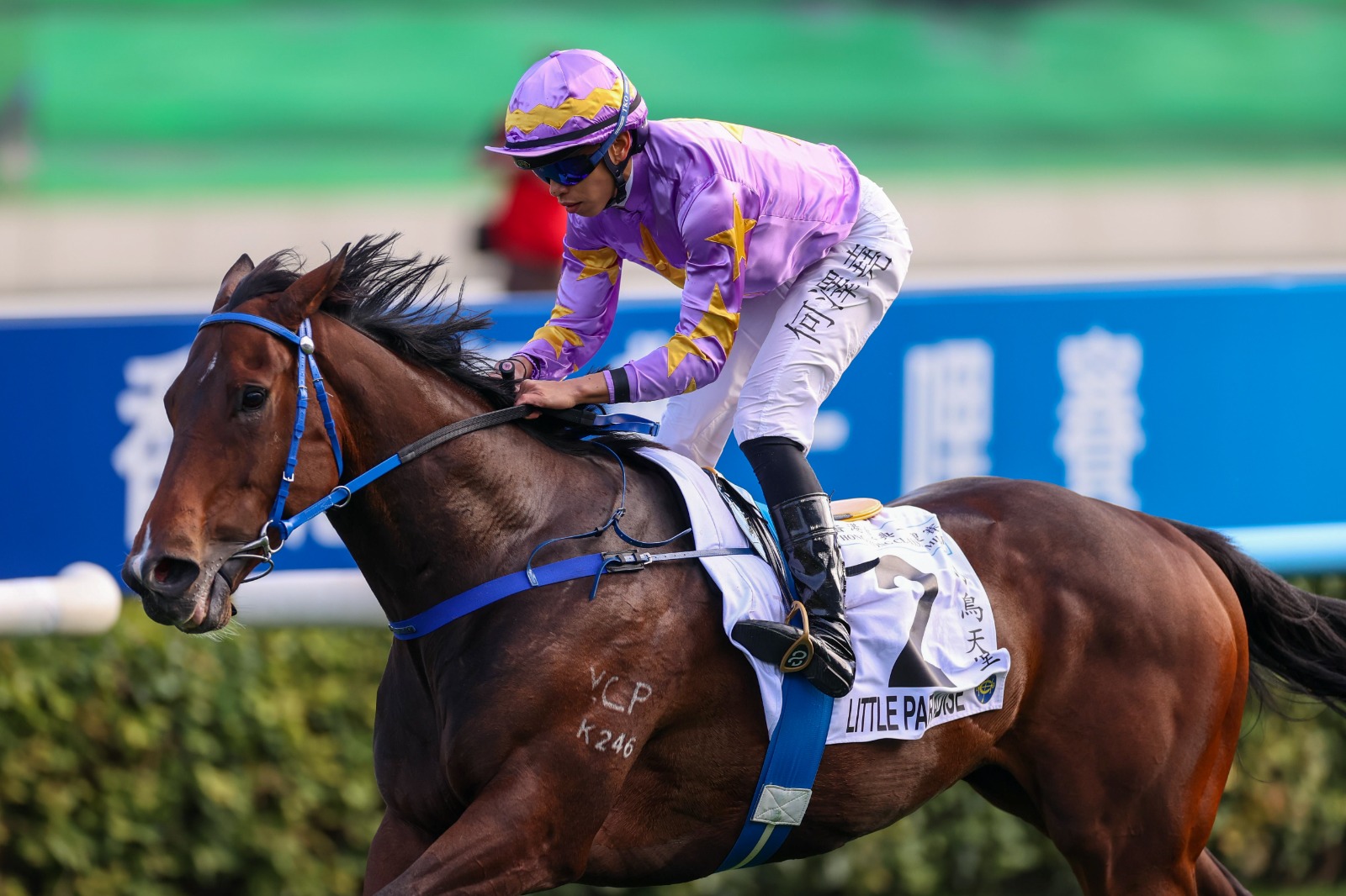 Little Paradise training ahead of BMW Hong Kong Derby at Sha Tin