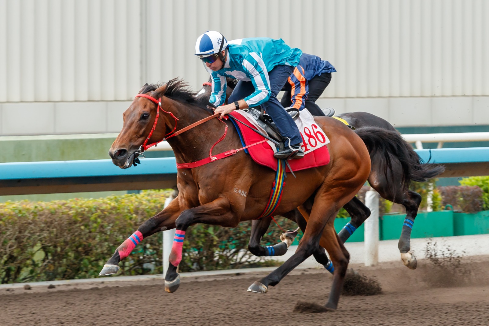 Romantic Warrior winning barrier trial at Sha Tin
