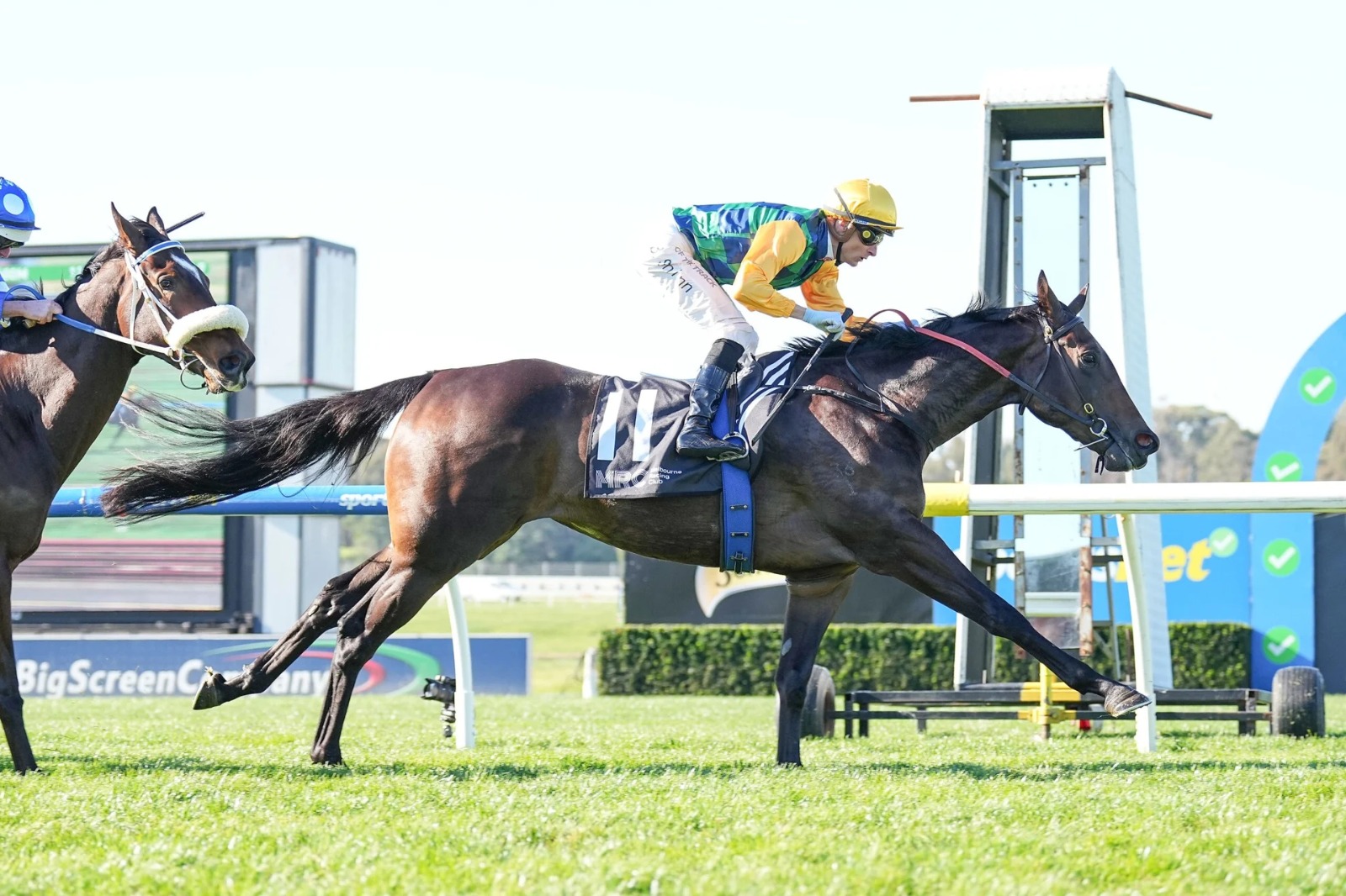 Supercilious racing prospect featured in the Inglis Digital March Sale