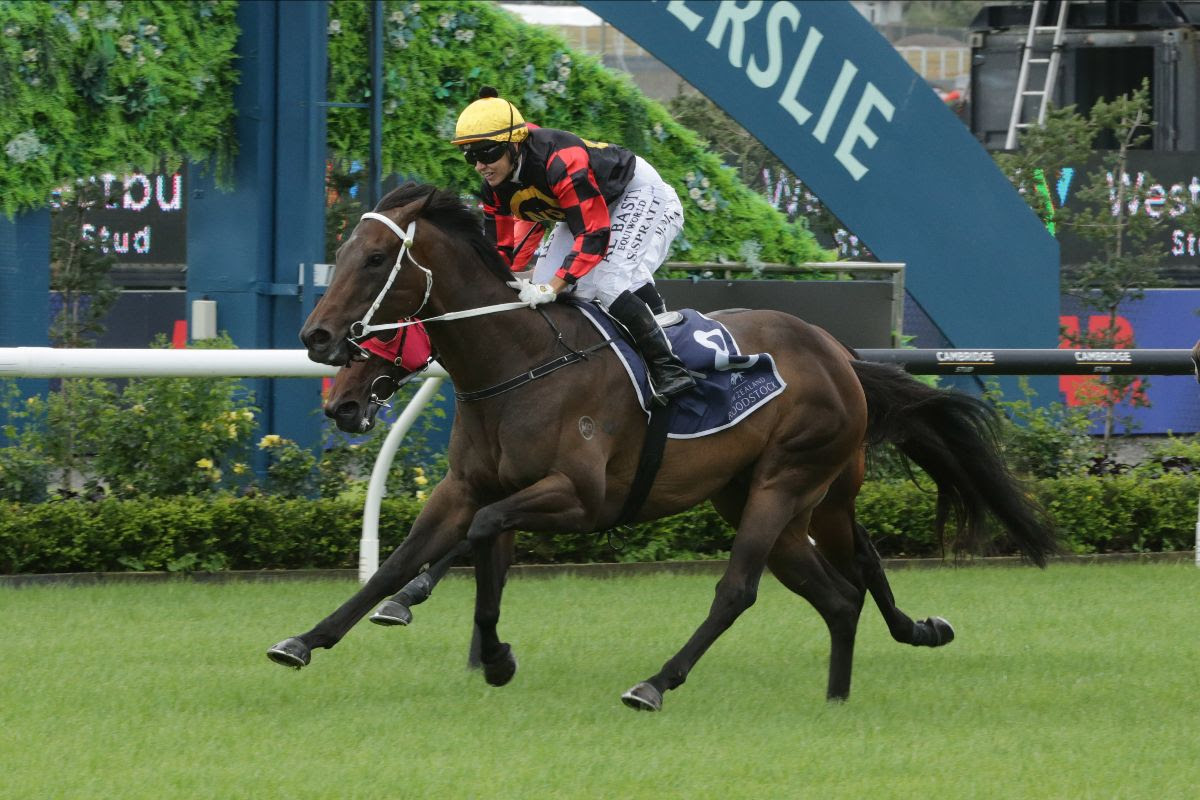 Provence triple Group 1 winning mare heading to Provence Inglis Chairmans Sale