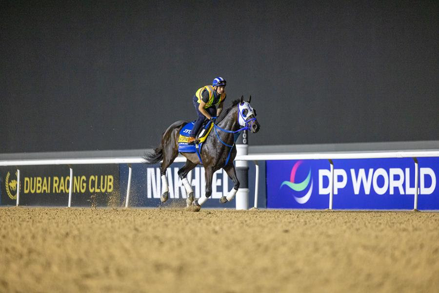 Bentornato training ahead of Dubai World Cup Night 2026 Golden Shaheen