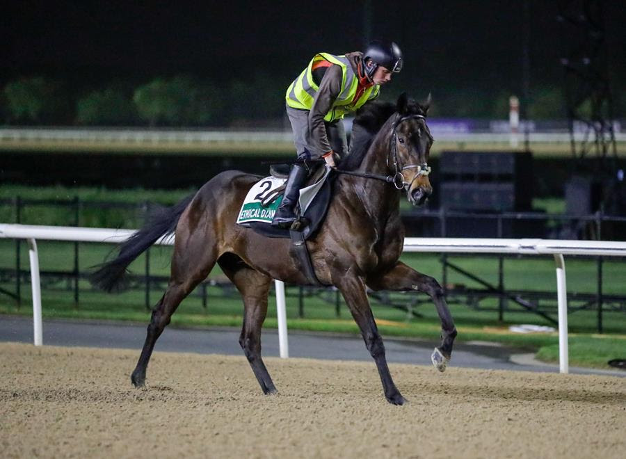 Ethical Diamond ahead of Longines Dubai Sheema Classic