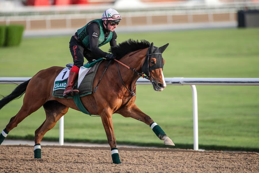 Magnitude training ahead of Dubai World Cup 2026 at Meydan