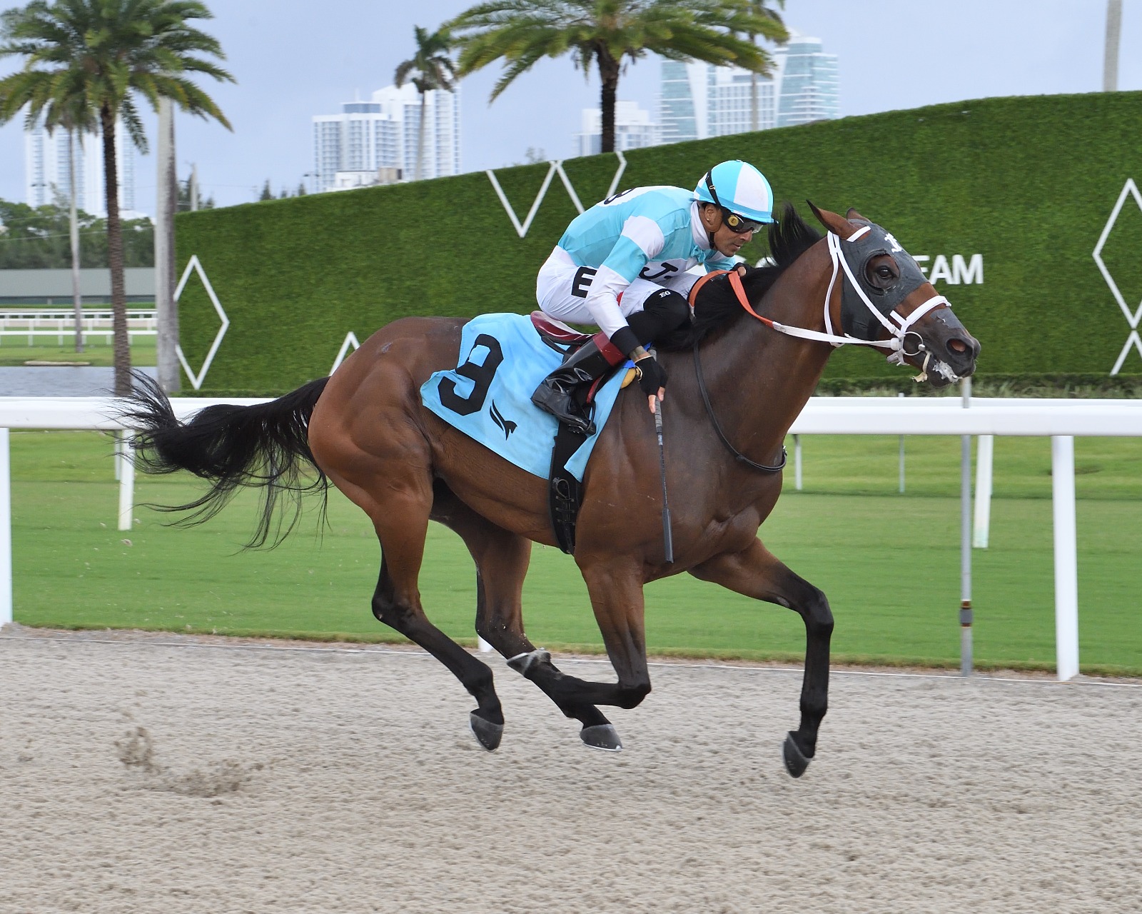 Go Cats Go overnight handicap: Asher’s Edge racing in turf sprint at Gulfstream Park