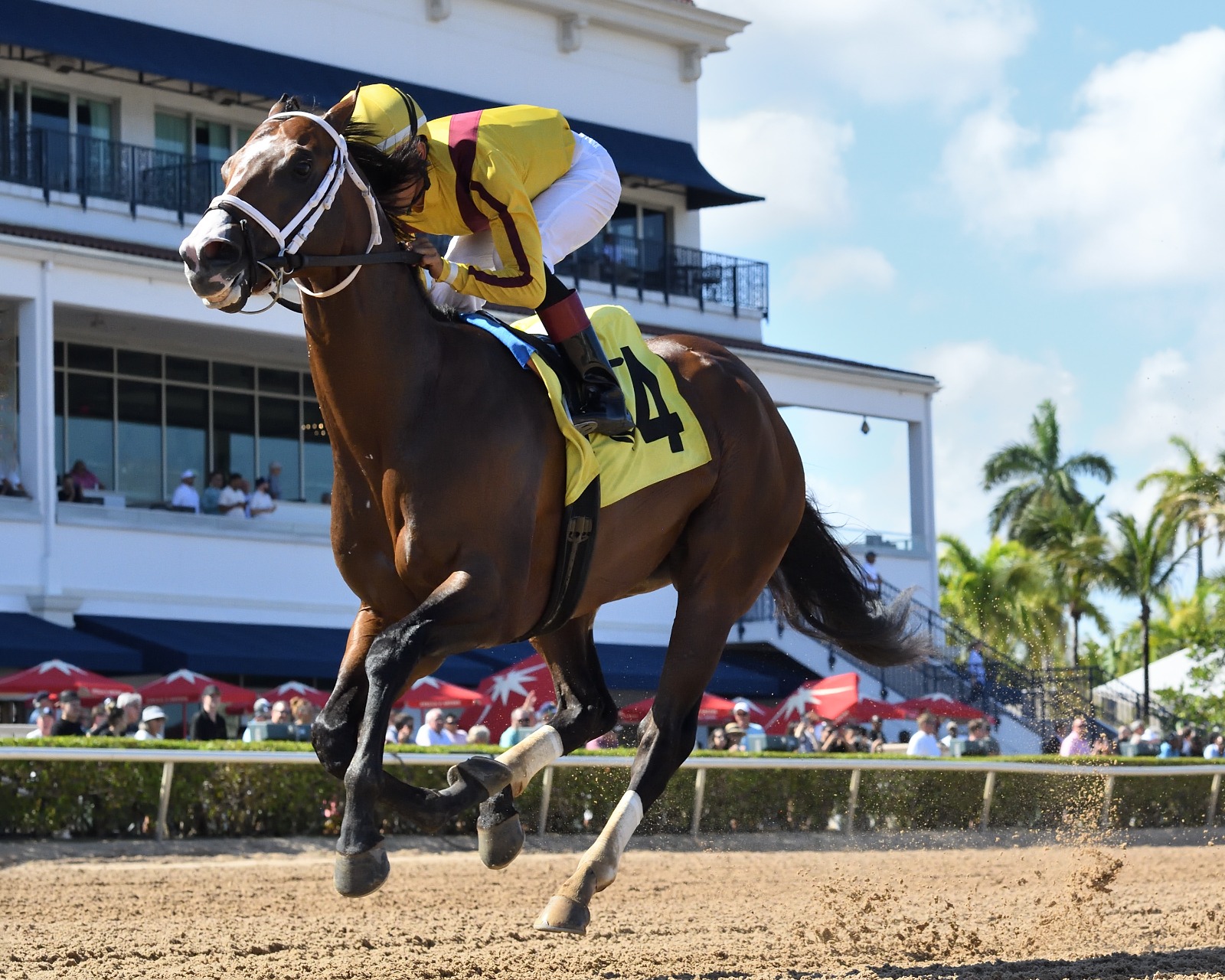 Horses racing at Gulfstream Park during Rainbow 6 sequence