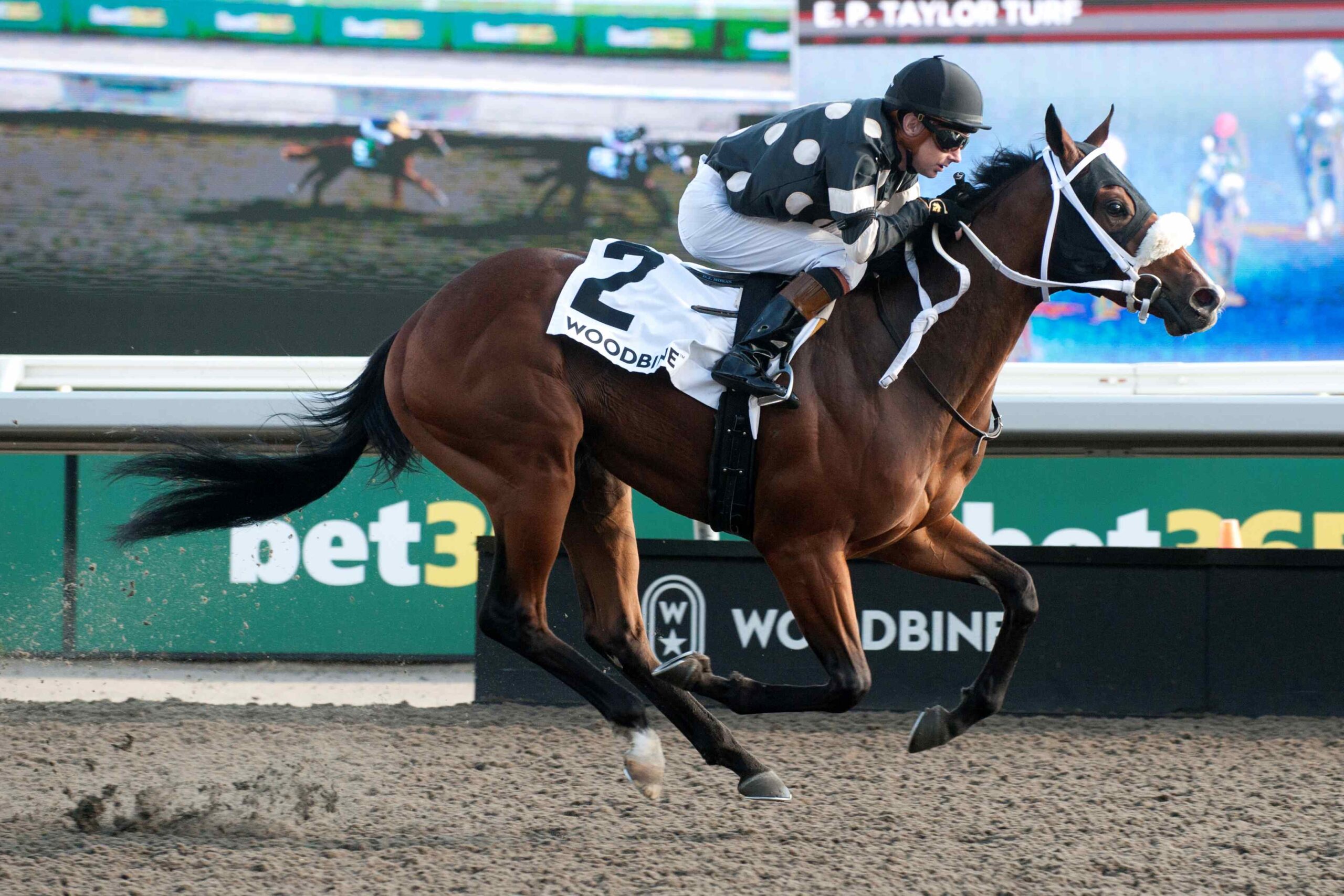 Silver Is Best training ahead of Woodstock Stakes 2026 at Woodbine