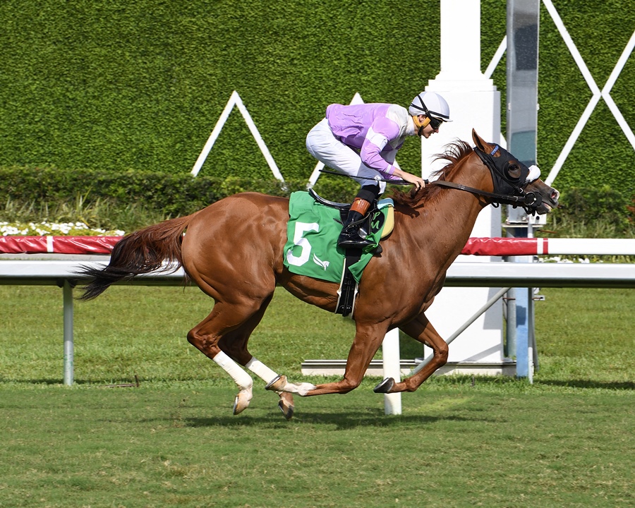 Miss Vyvyanne winning Golden Beach Handicap at Gulfstream Park