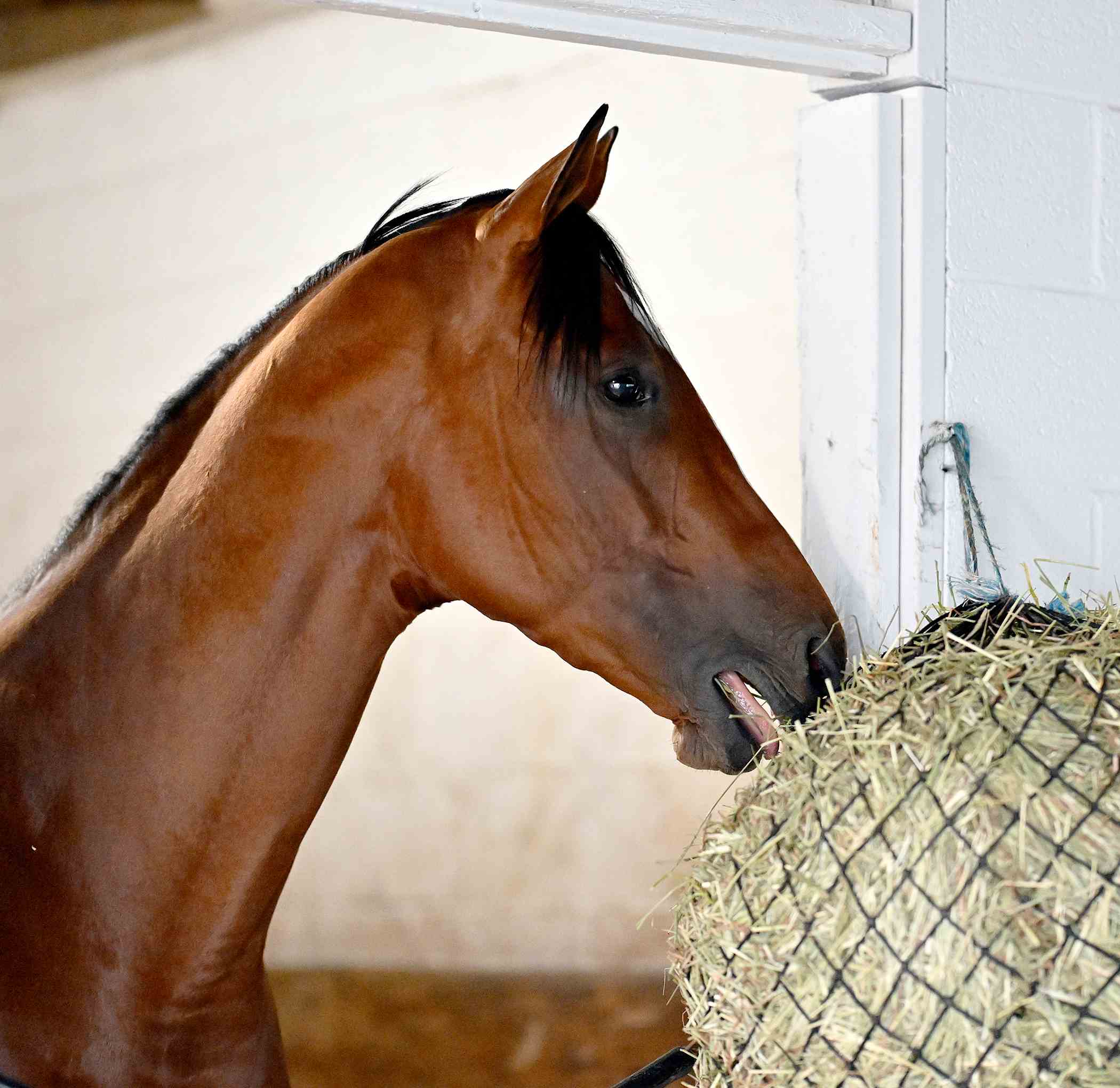 The Hell We Did arriving at Laurel Park ahead of Preakness Stakes 2026