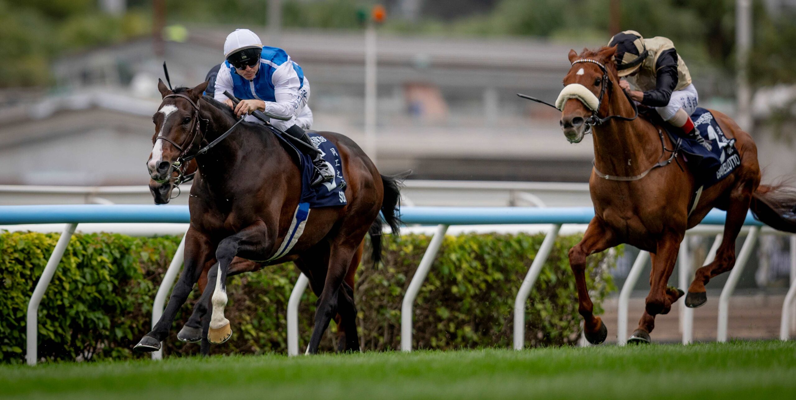 Sosie trains for the Group 1 QEII Cup at Sha Tin under Andre Fabre