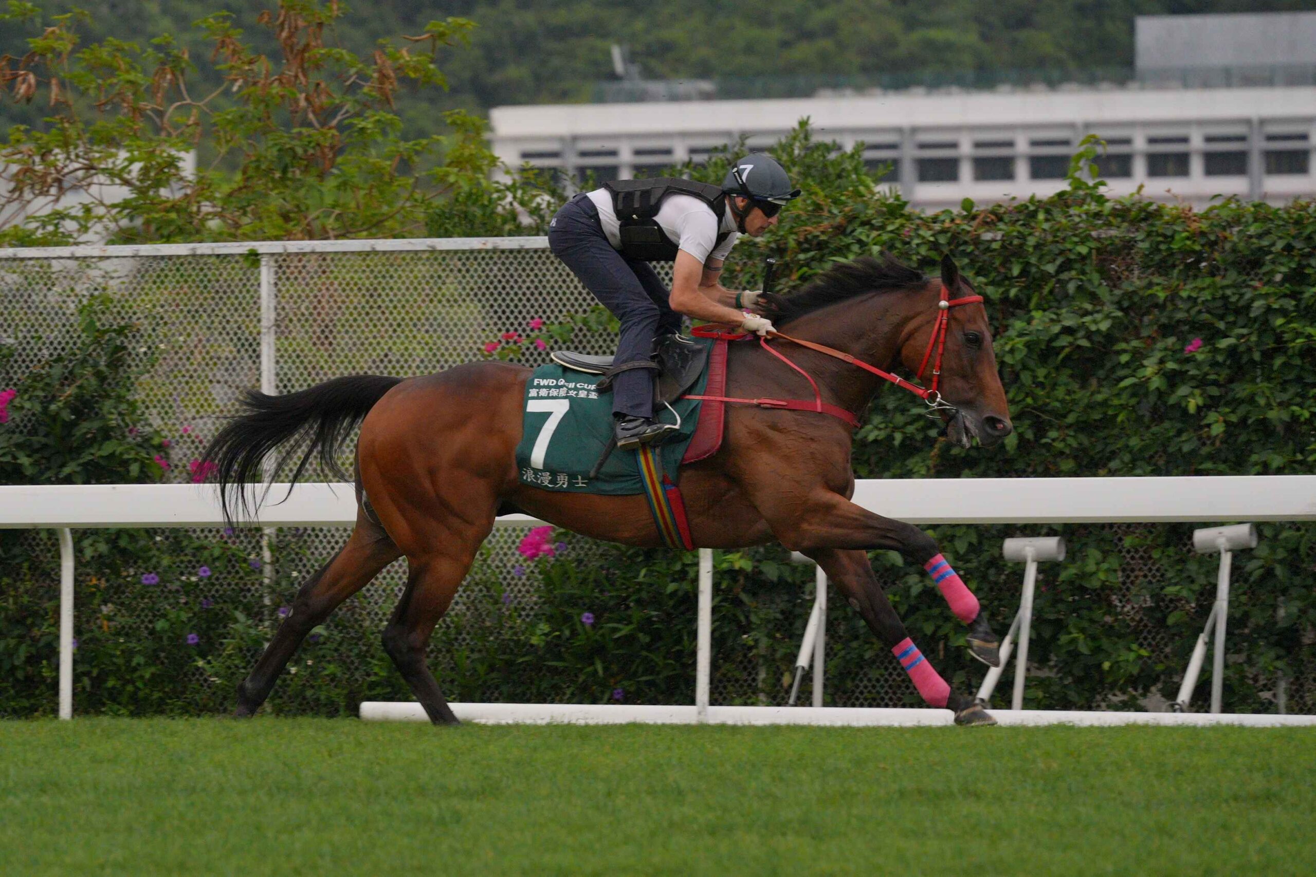 Romantic Warrior training at Sha Tin ahead of QEII Cup 2026