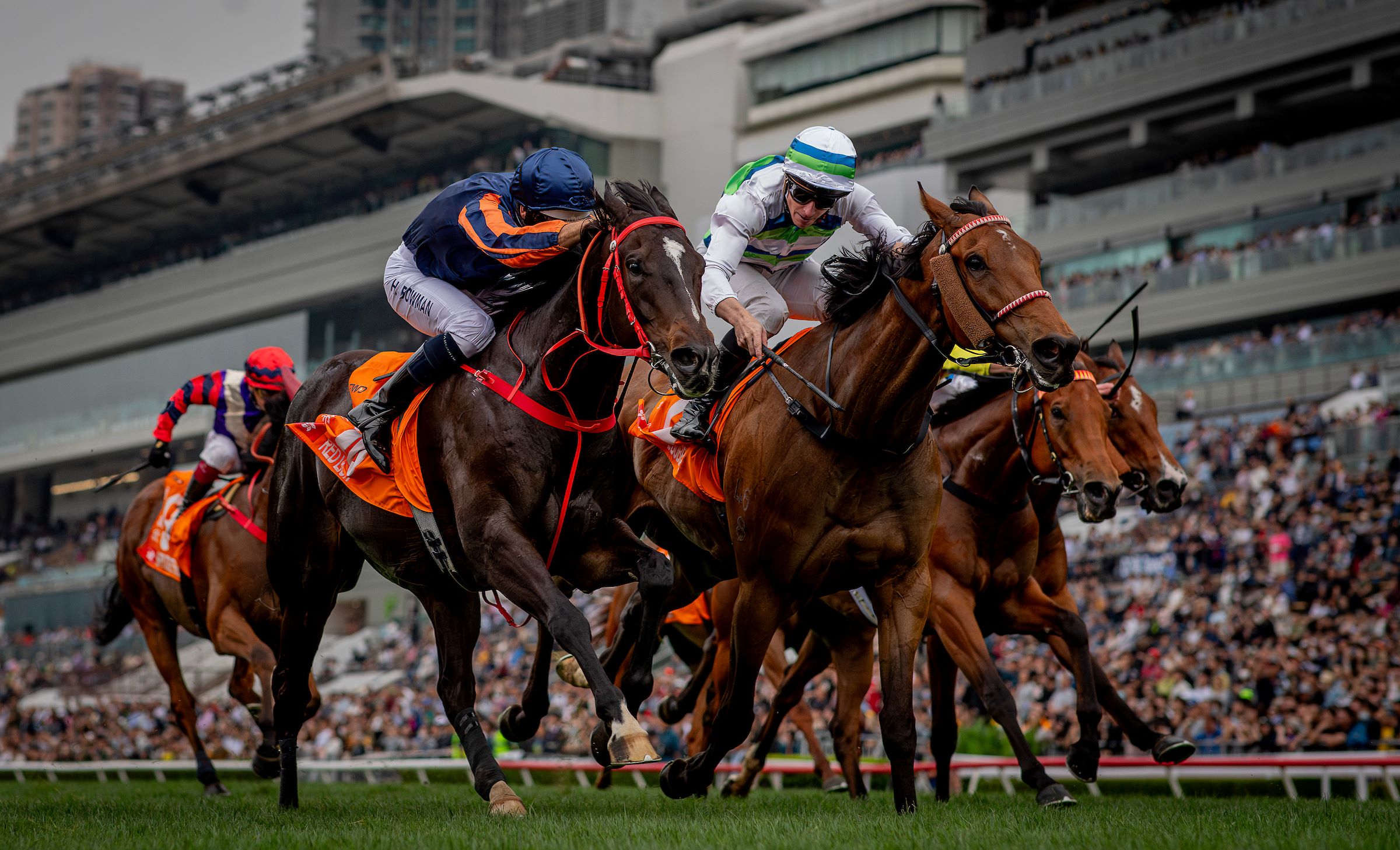 Red Lion works in a Sha Tin barrier trial before defending his Champions Mile title