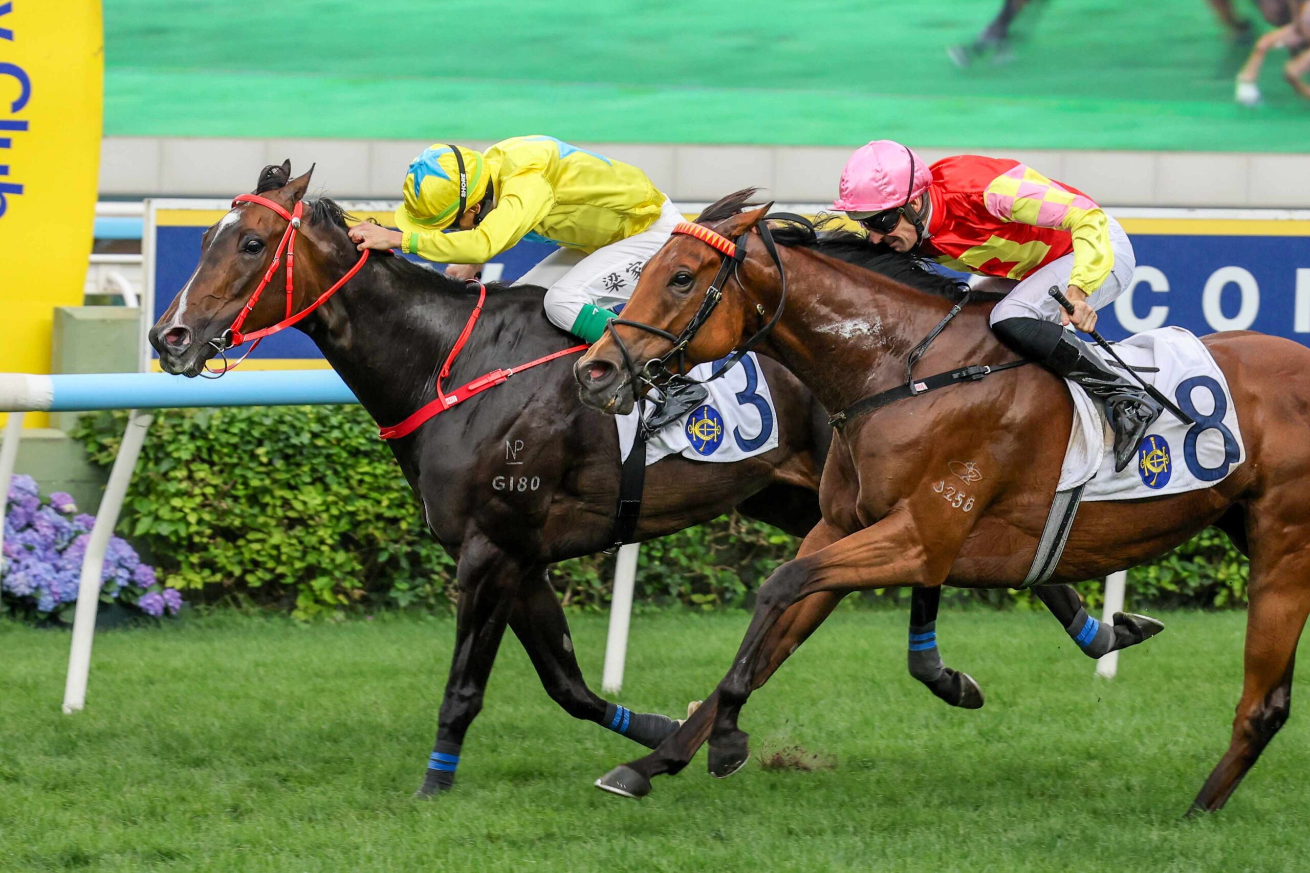 Lucky Sweynesse racing at Sha Tin ahead of Champions Mile 2026
