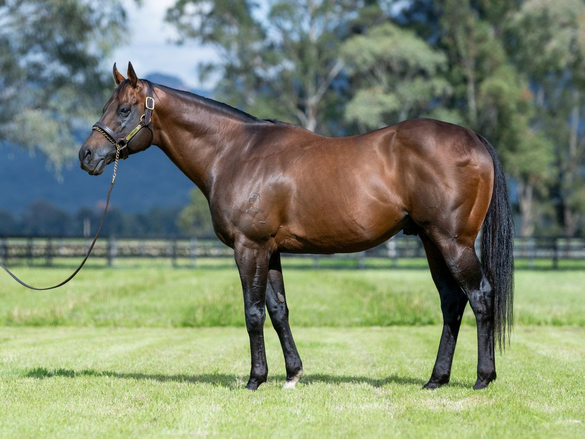 Zoustar champion sire at Inglis Digital April Sale