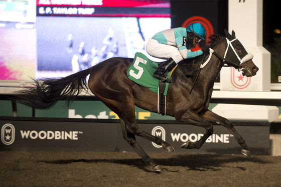 American Women and Lithe Spirit preparing at Woodbine for Whimsical Stakes 2026
