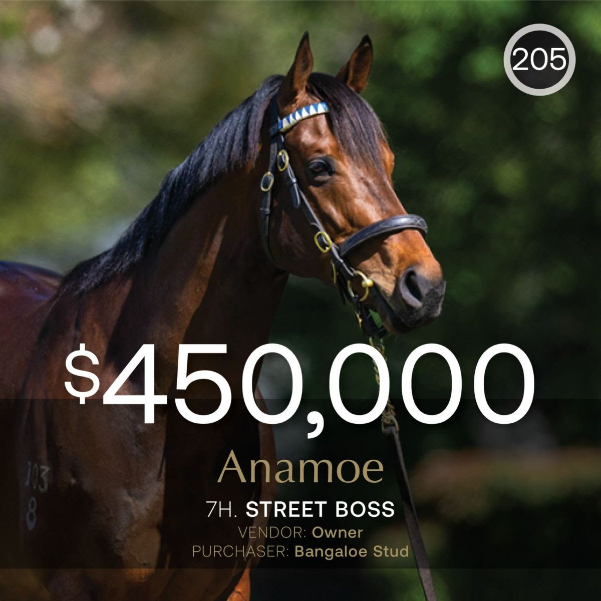 Anamoe stallion breeding right sale Inglis Digital April auction