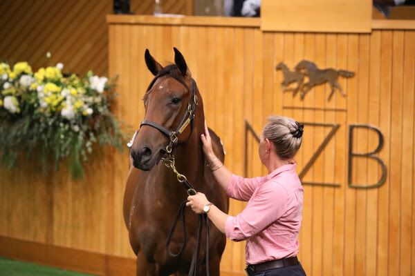 NZB National Online Yearling Sale catalogue displayed on digital auction platform