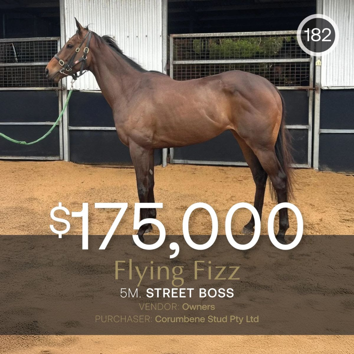 Flying Fizz after topping the April sale at $175,000 before retirement to stud