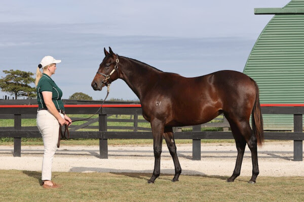 Buyers drive strong trade at the 2026 NZB National Online Yearling Sale