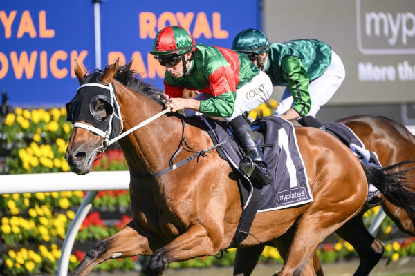 Lupo Solitario winning the Group Three Easter Handicap at Ellerslie