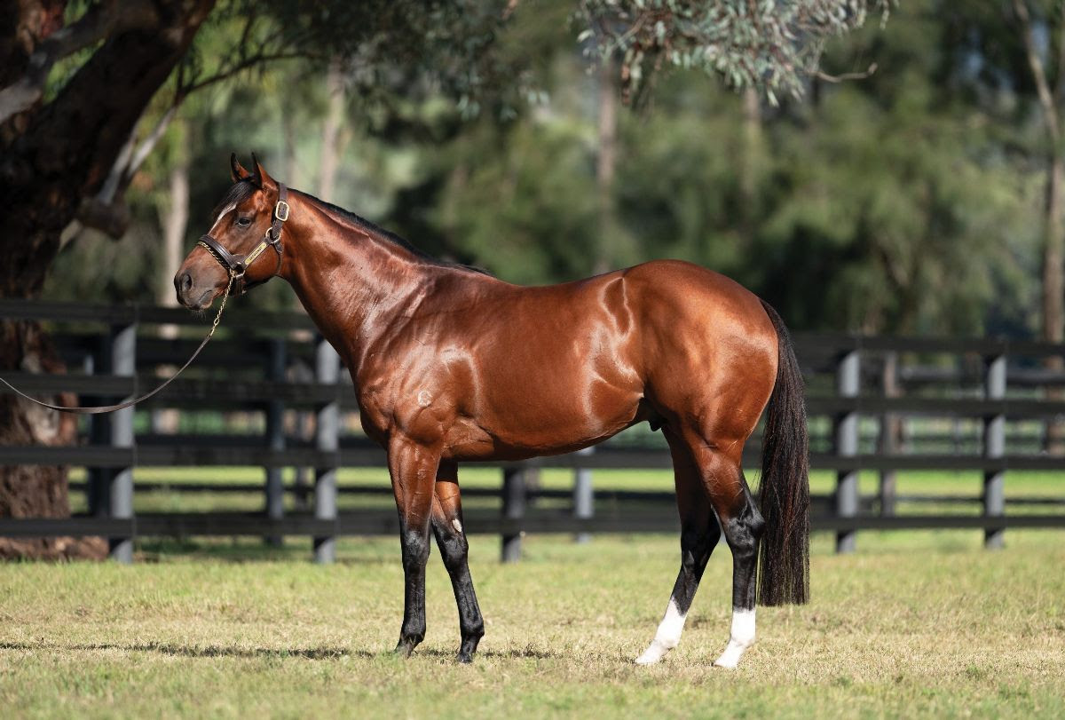 Inglis Digital April (Early) Online Sale catalogue overview with thoroughbred horses