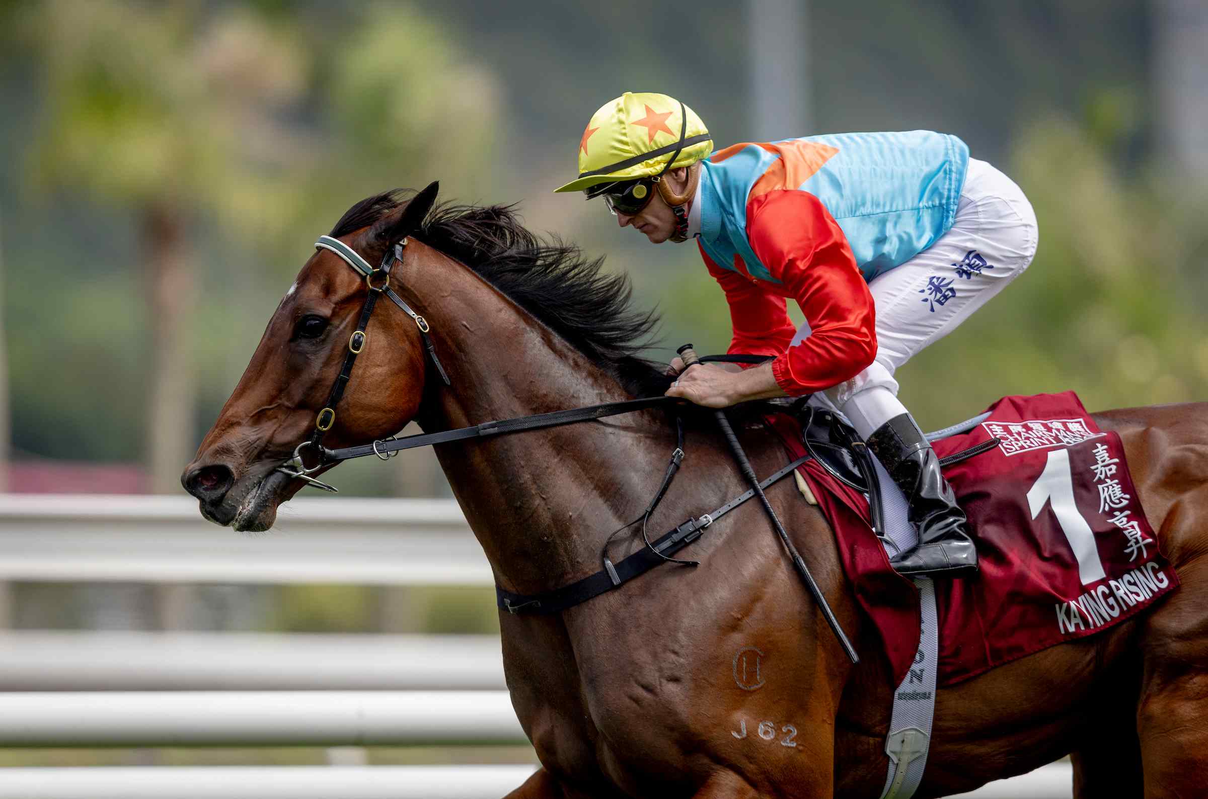 Ka Ying Rising racing at Sha Tin breaking sprint record in Hong Kong