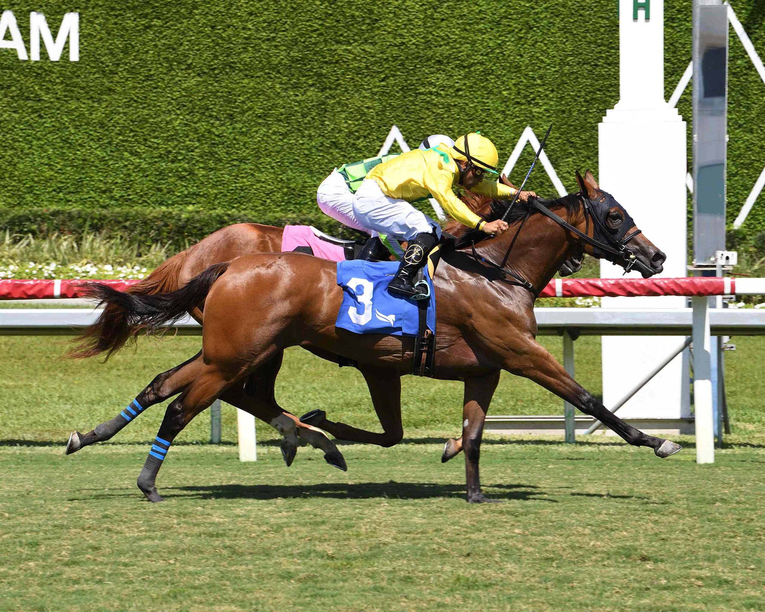 Celtic Dispute defeats Skara Brae in the Royal Palm Juvenile at Gulfstream Park