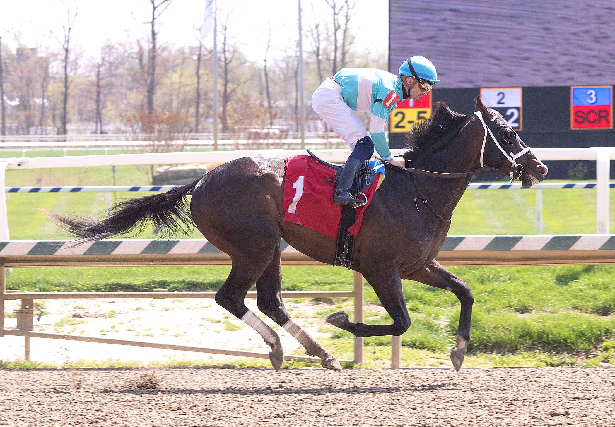 Falcon Jet parading before the Sir Barton Stakes 2026 at Laurel Park