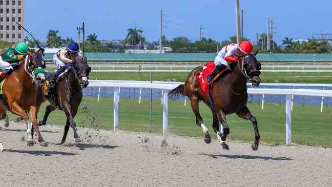 Two-year-old thoroughbreds racing on turf at Gulfstream Park in Royal Palm Juvenile prep
