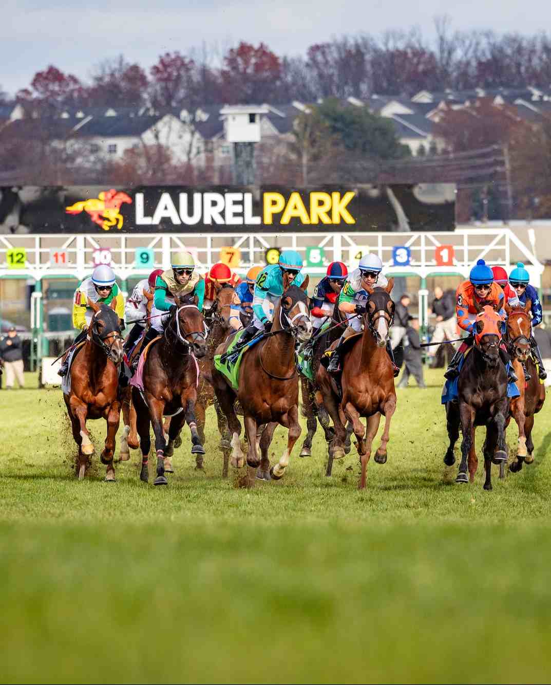 Chip Honcho training at Churchill Downs ahead of the 2026 Preakness Stakes at Laurel Park