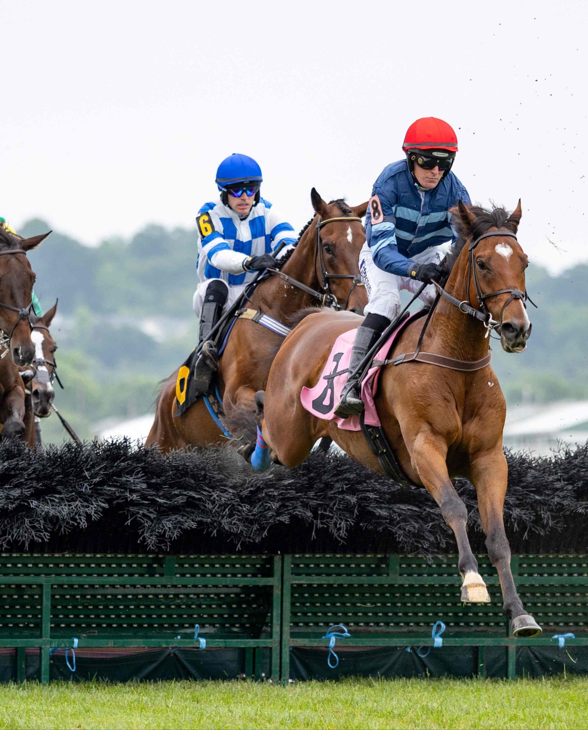 Steve Asmussen celebrating stakes weekend success at Laurel Park Preakness meeting