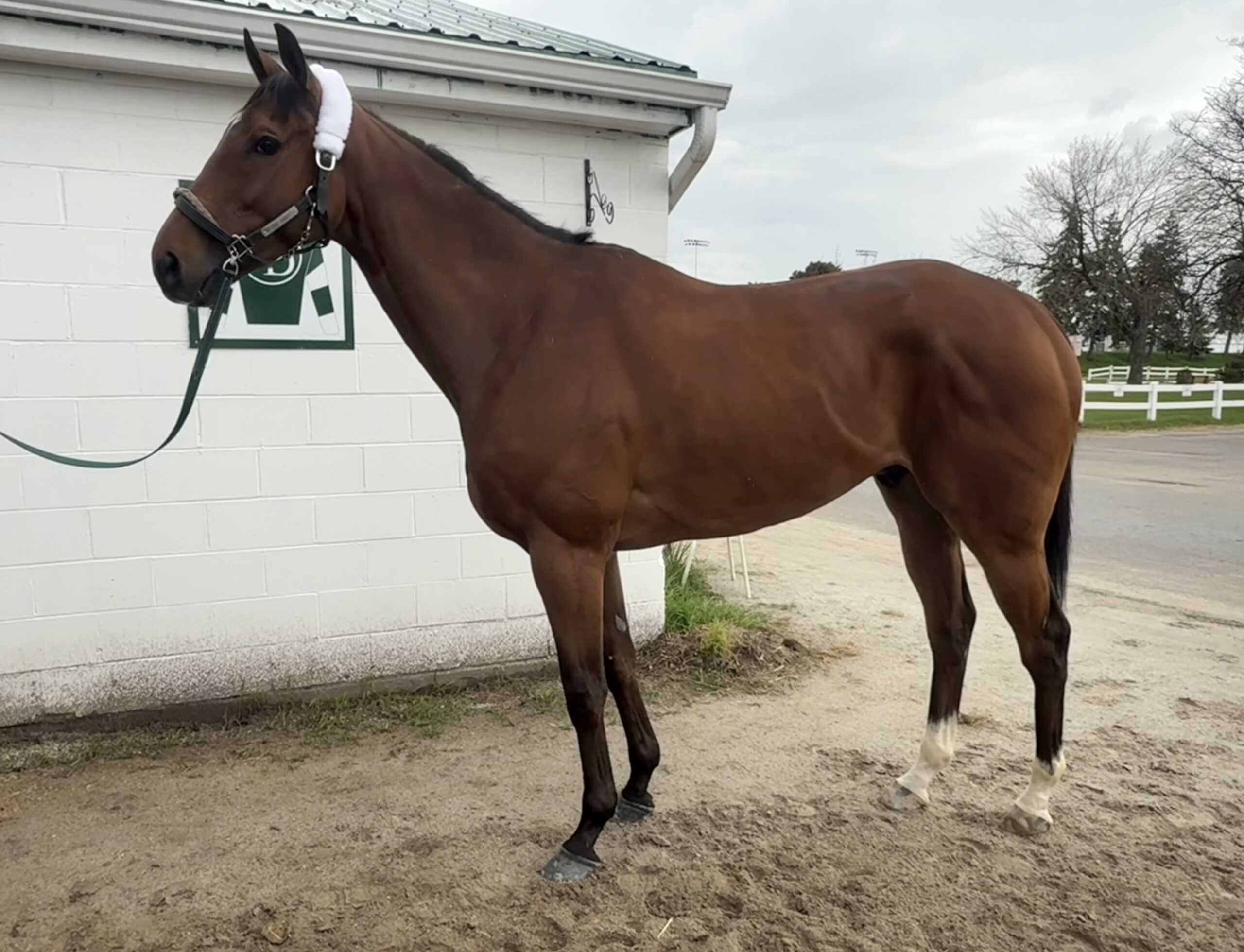 G T Five Hundred training ahead of Thorncliffe Stakes at Woodbine