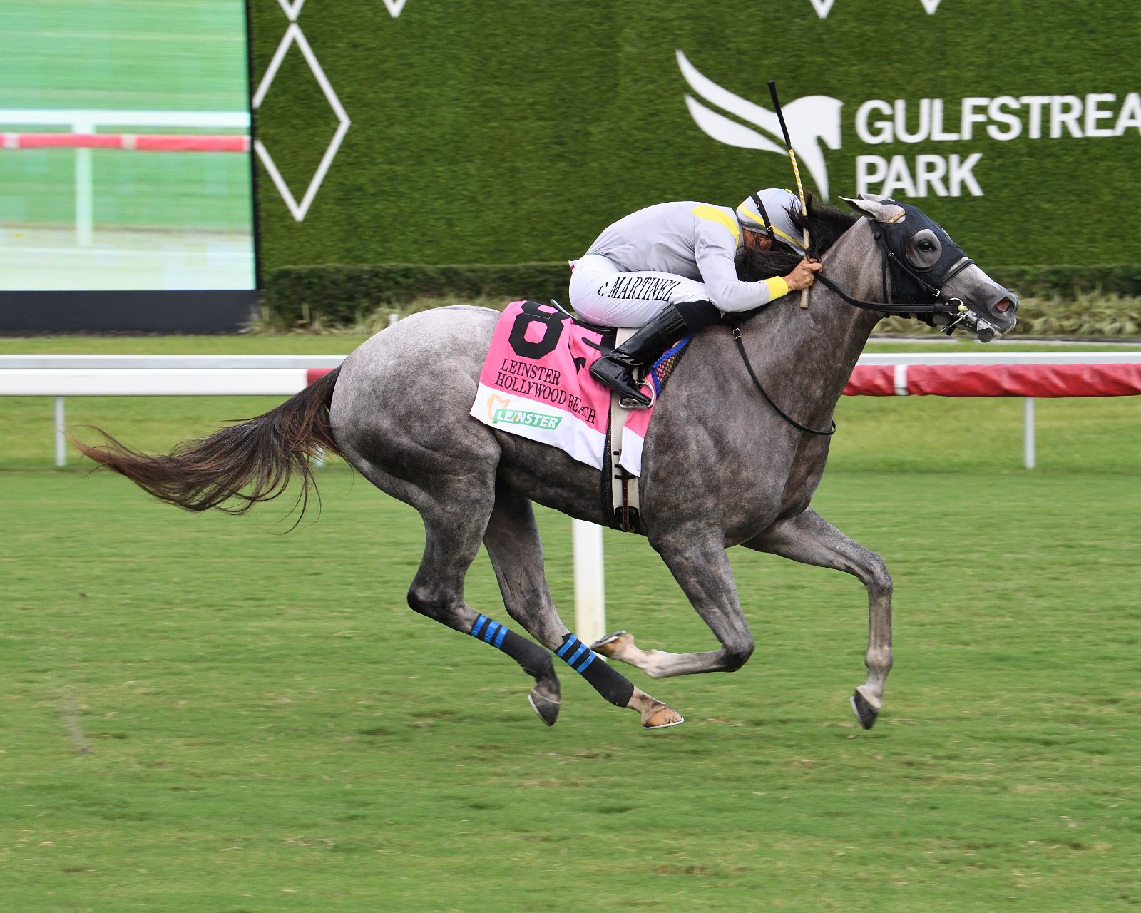 Lennilu galloping at Gulfstream Park during morning training