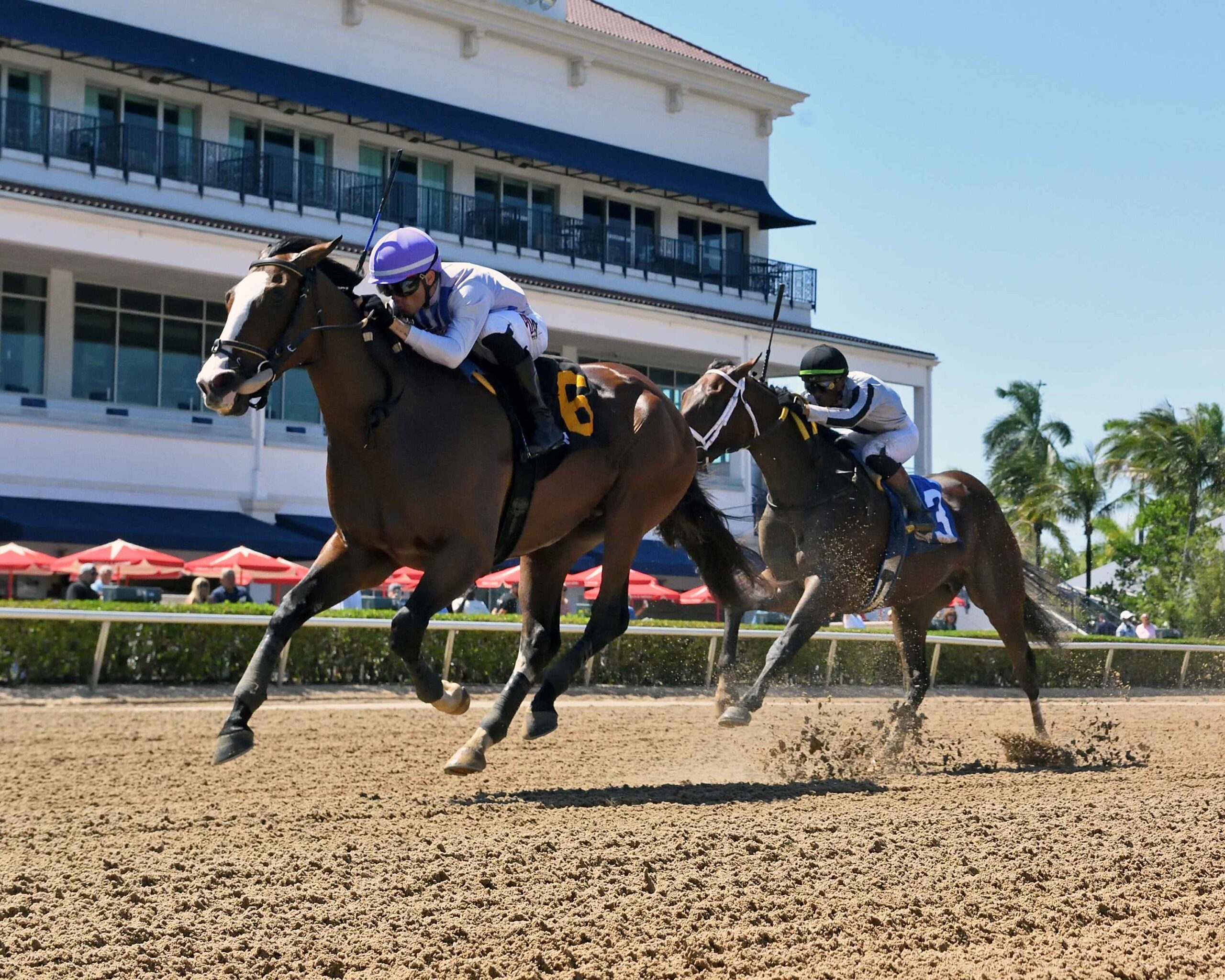 Skara Brae heads the Royal Palm Juvenile field at Gulfstream Park