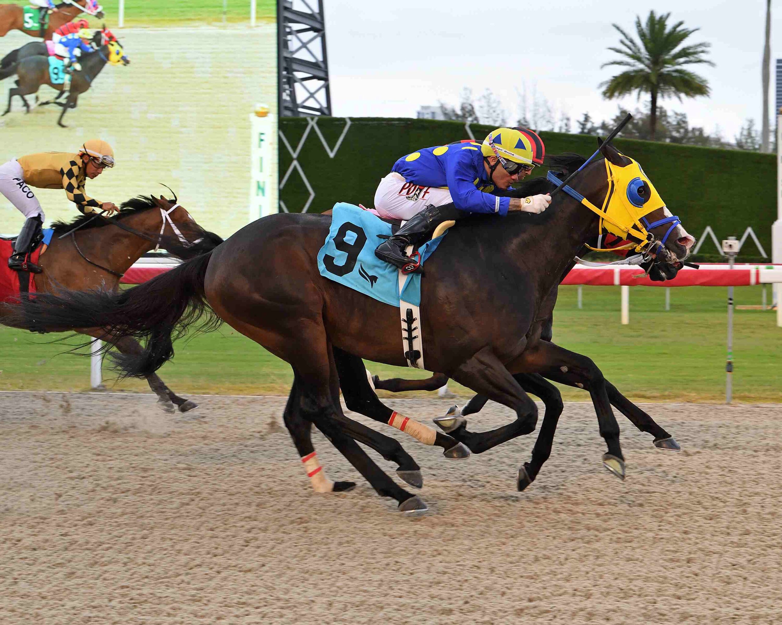Juvenile horses racing on turf at Gulfstream Park during Royal Palm stakes
