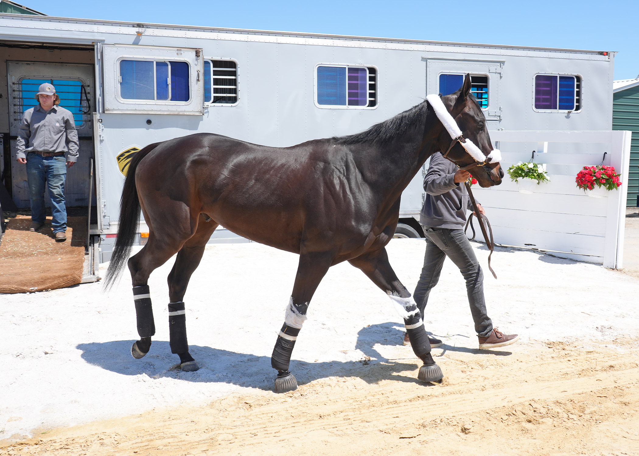 Preakness Stakes 2026 contender Pretty Boy Miah arrives at Laurel Park for final preparations ahead of the Triple Crown race
